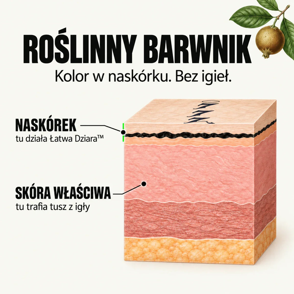 Huiddiagram: de kleurstof van Łatwa Dziara werkt in de opperhuid, terwijl de inkt van een tatoeage die met een naald wordt gezet in de lederhuid terechtkomt.